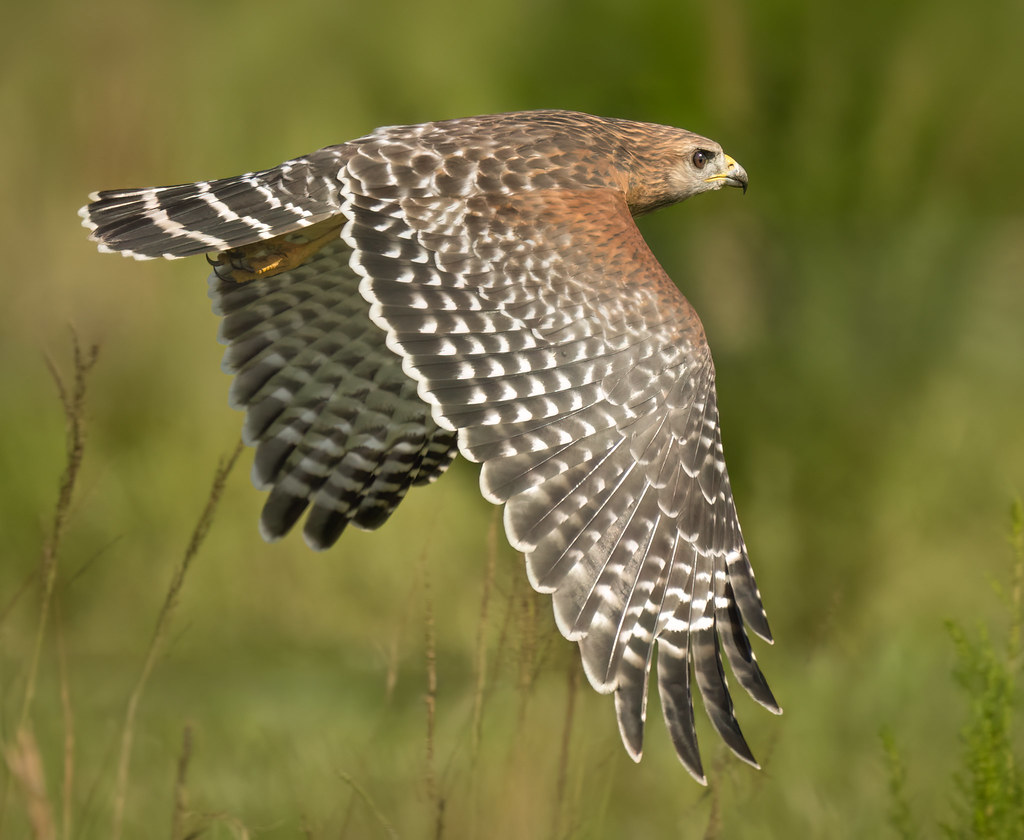 Flying Low