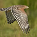 Flying Low