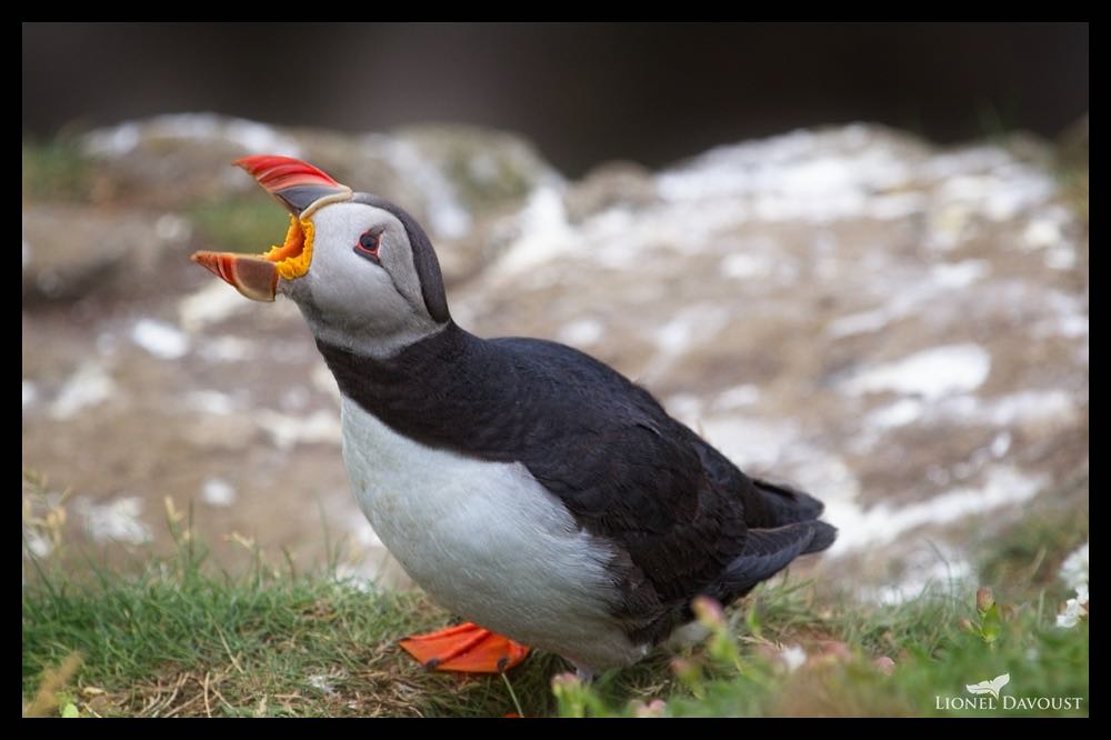 Puffin calling