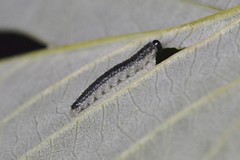 Blattwespe (Cladius brullei)