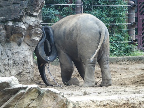 Ueno zoo, Tokyo, Japan
