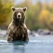 Taking a Dip…