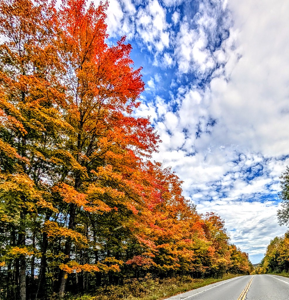 Tall gold, orange and red trees line a two-lane road, interspersed with green foliage.