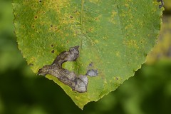 Espen-Langhorn-Blattminiermotte (Leucoptera sinuella)
