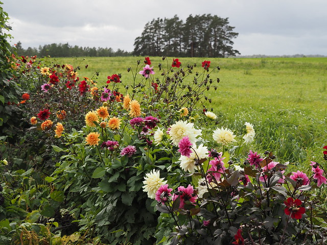 Dahlia Bed