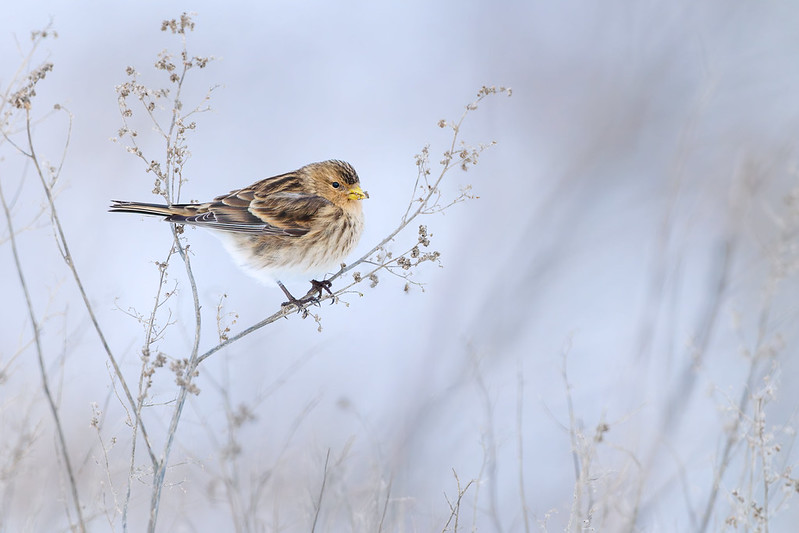 Linaria flavirostris | Twite | vinterhämpling