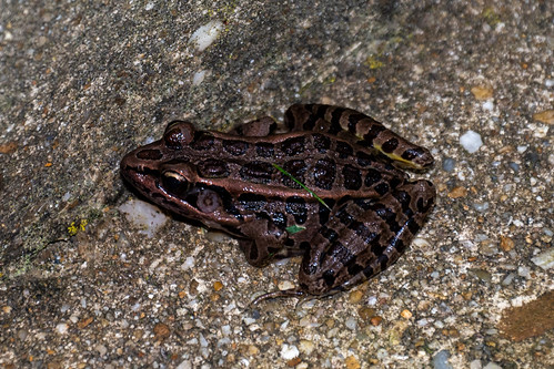 Pickerel Frog 5046