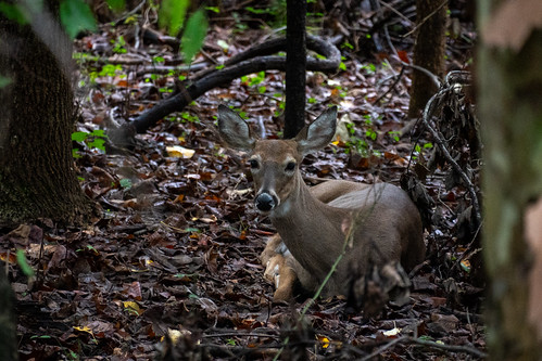 White-Tailed Deer 5053