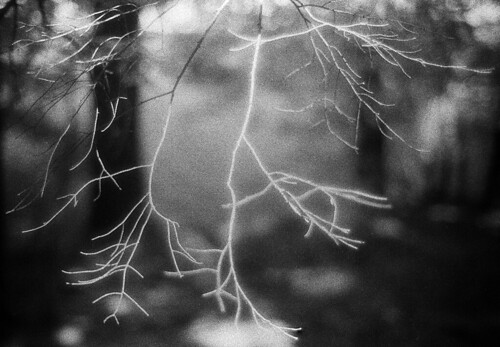 Barren Summer #2