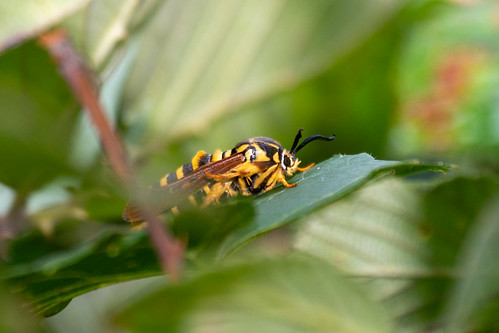 Raspberry Crown Borer 5097