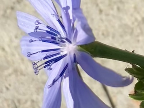 Chicory Filaments | by adam.a.salem