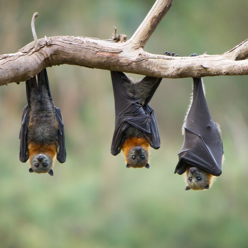 Youth Art Adventures: The Magical World of Bats