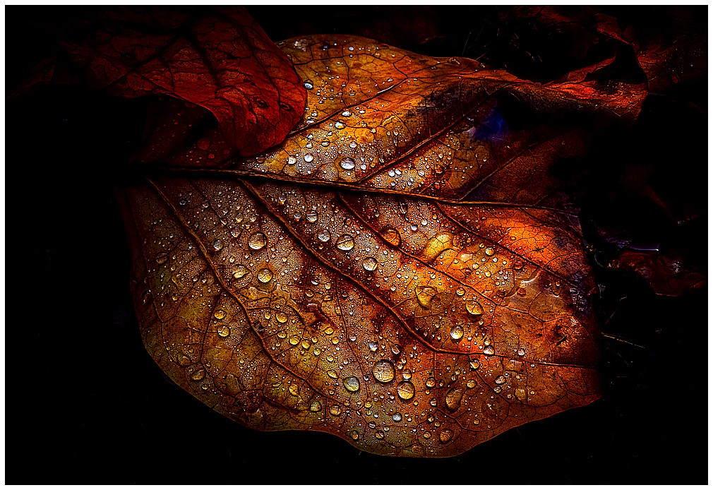 Oui l'automne est bien là...