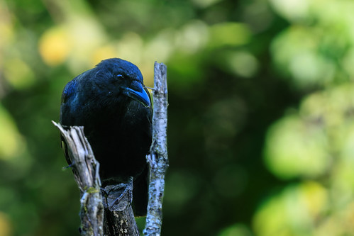 Crow