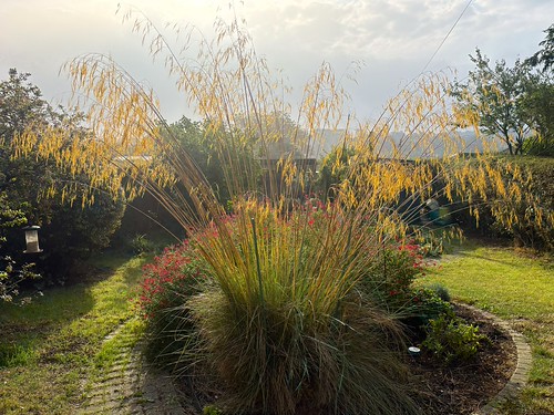 Sunlight through grasses