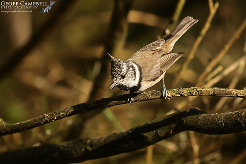 Crested Tit (Lophophanes cristatus)