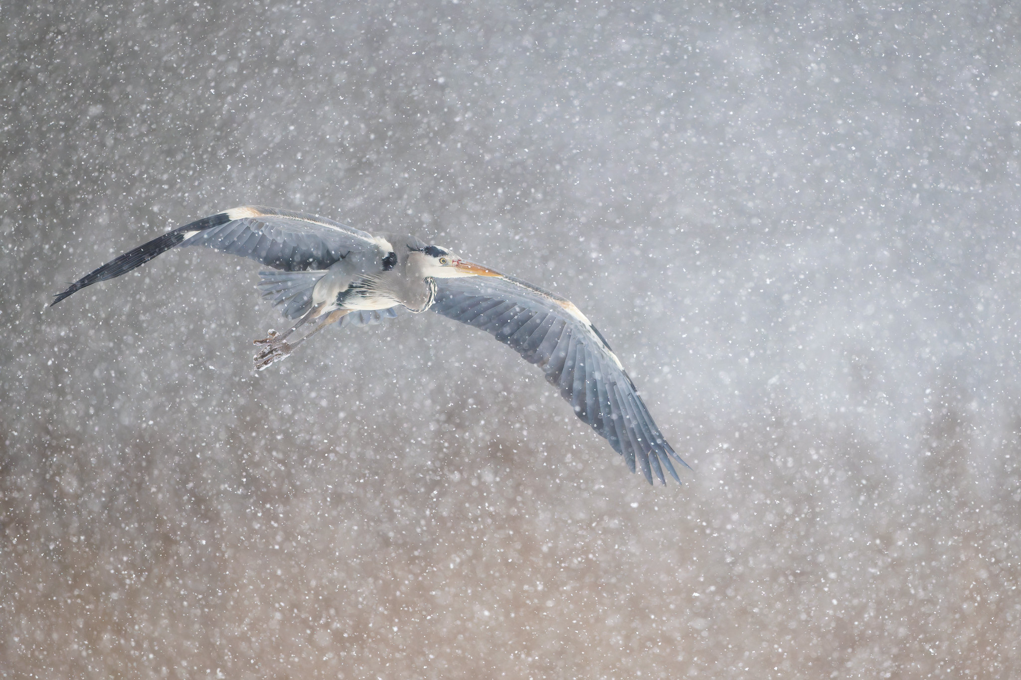 Ardea cinerea | Grey Heron | gråhäger