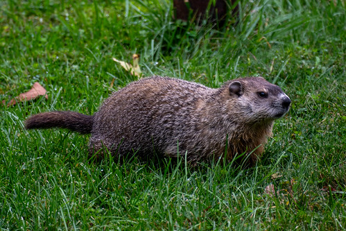 Groundhog 5013