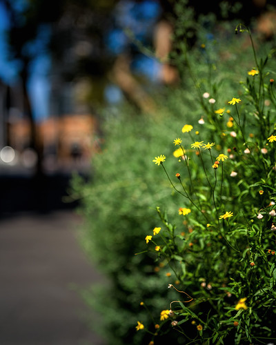 Roadside Yellow Flowers