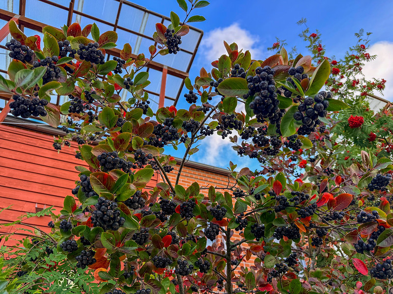 Berry tree
