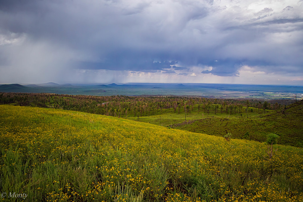 Monsoon Storm, wild flowers and wild fires, Springerville, Arizona USA