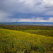 Monsoon Storm, wild flowers and wild fires, Springerville, Arizona USA