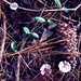 2026-09-30_06-50-09 by LauraSorrells 