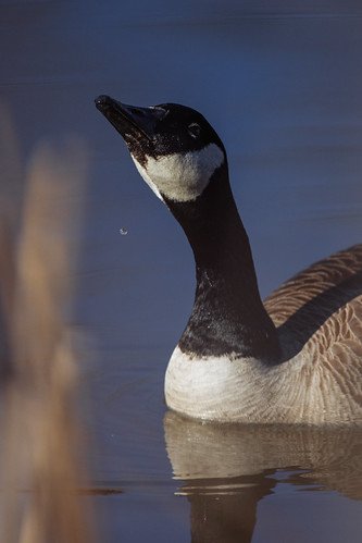 Canada Goose [03.09.26]