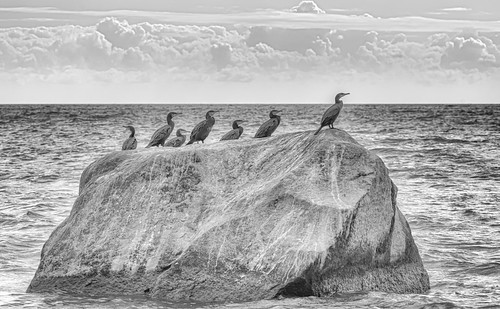 Kormorane (Phalacrocoracidae)