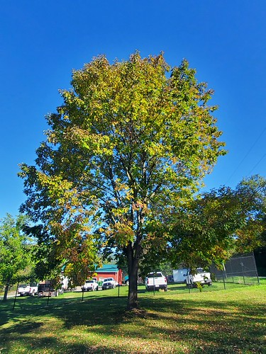 Tall tree