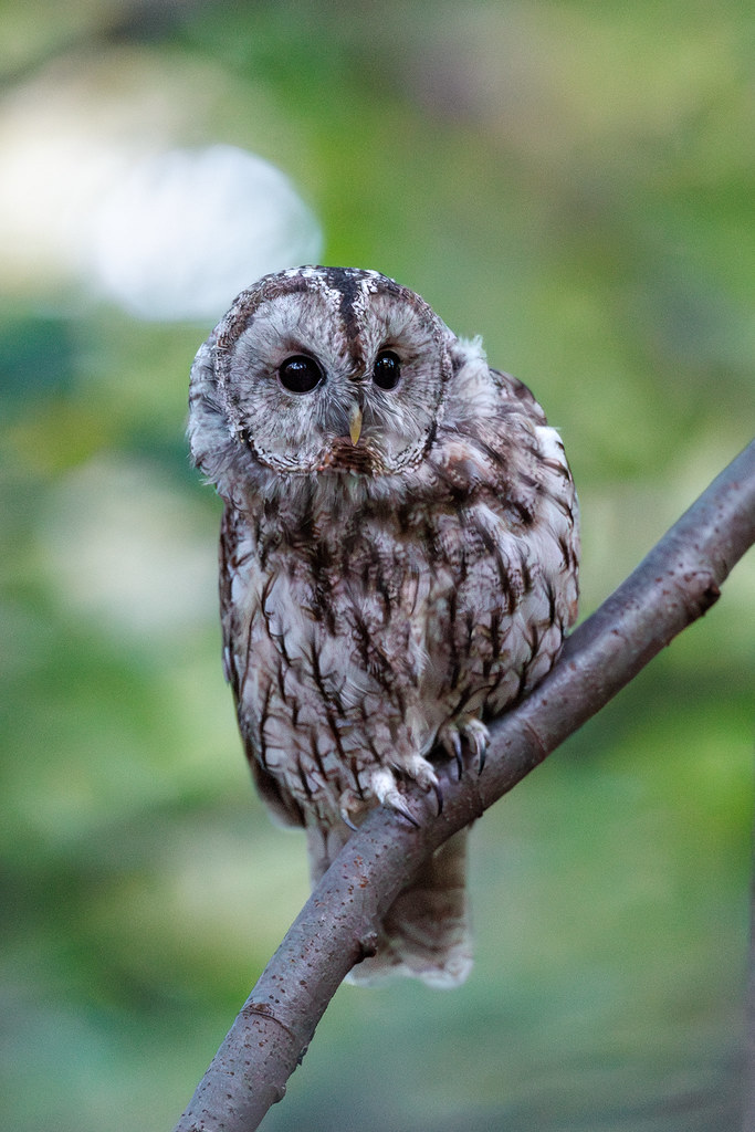 Strix aluco