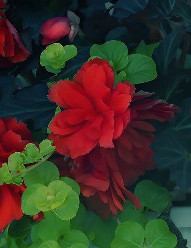 Begonia