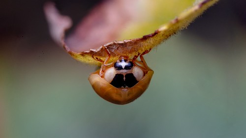 Teneral (newly hatched) Harlequin Ladybird (Harmonia axyridis)