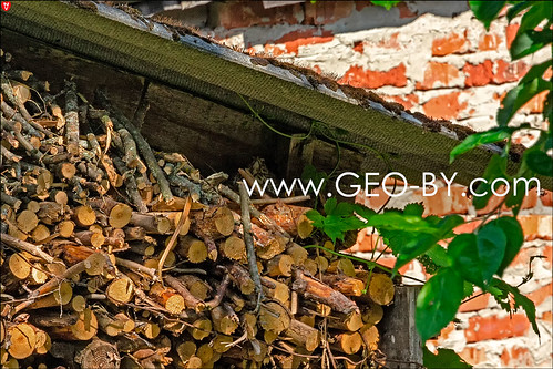 Osinowka. Fieldfare (Turdus pilaris) incubates eggs under the eaves