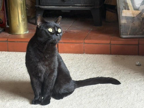 Poppy the supervisor