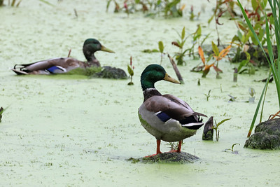 Mallards