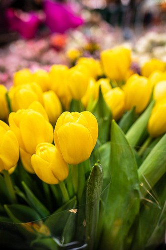 Yellow Pause