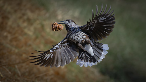Northern nutcracker - Nötkråka
