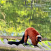 Red Ruffed Lemur
