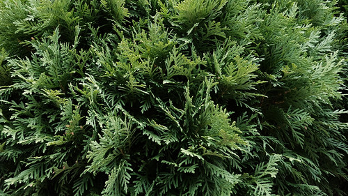 The Beauty Of Green