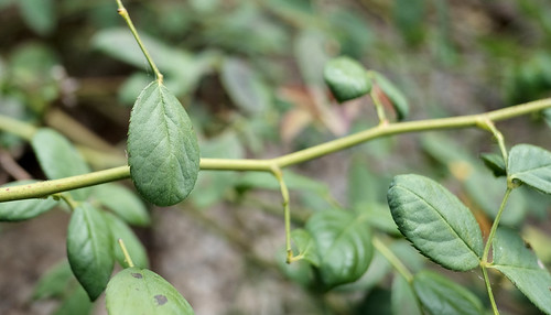 The Beauty Of Green