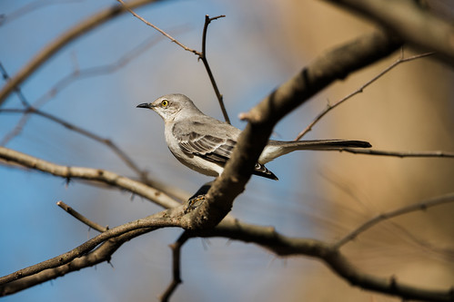 Mockingbird [03.09.26]