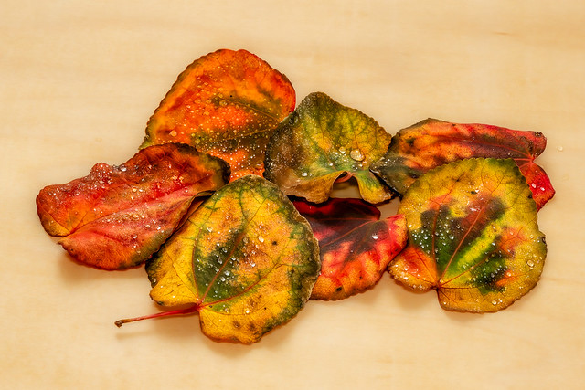 fall colors