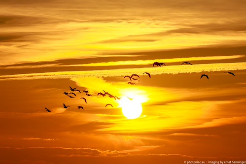 Birdwatching @Matsalu NP Estonia | by Photoniac.eu-imaging by ernst hanninger