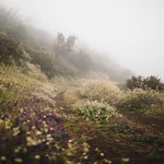 flower-lined trail