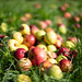 How Do You Like Dem Apples!
