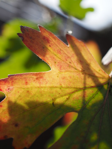 Herbstfarben