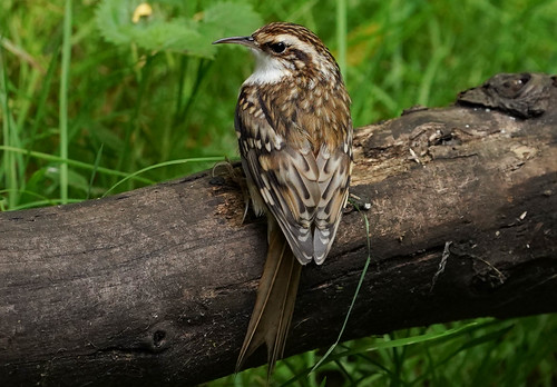 Treecreeper | by cjk49