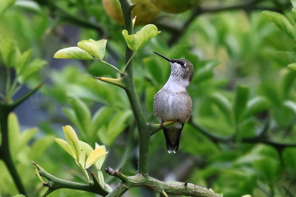 Perched on a thorn