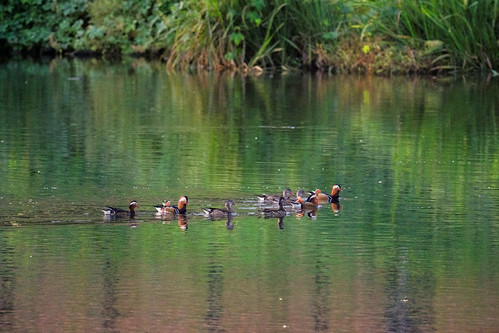 Family of mandarin ducks